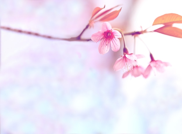 Japanische Kirschblüte-Blume der schönen Blüte rosa für Hintergrund mit Kopienraum