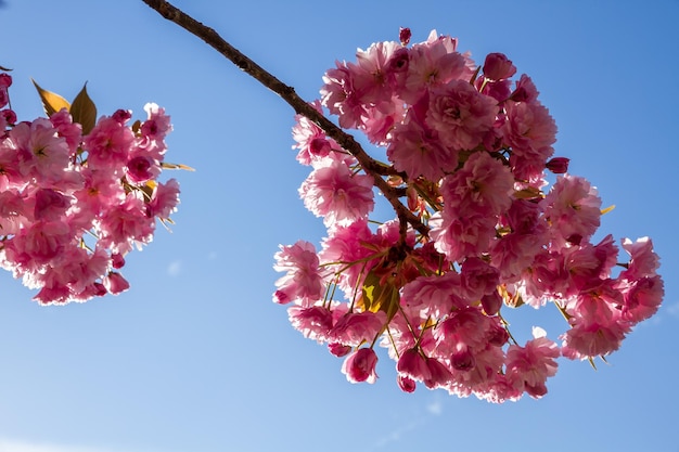 Japanische Kirschblüte im Frühjahr Detailansicht