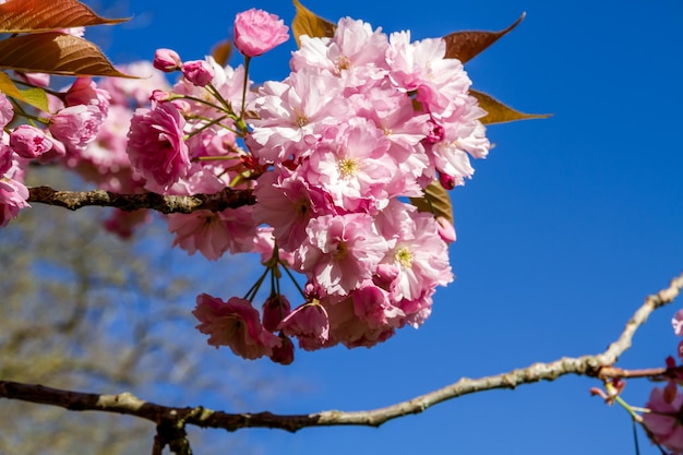 Japanische Kirschblüte im Frühjahr Detailansicht