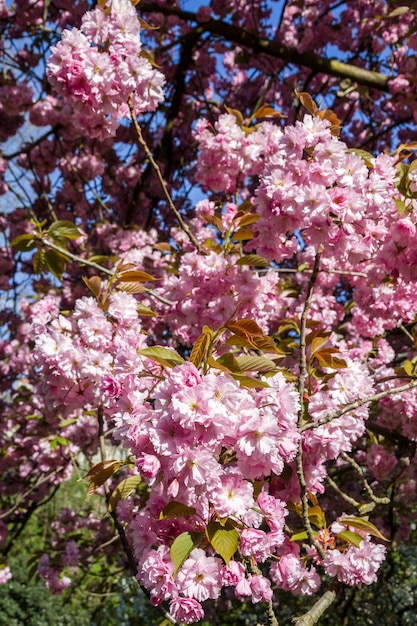 Japanische Kirschblüte im Frühjahr Makroansicht