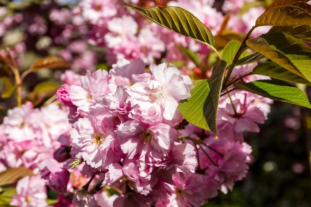 Japanische Kirschblüte im Frühjahr Makroansicht