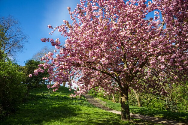 Japanische Kirschblüte im Frühjahr