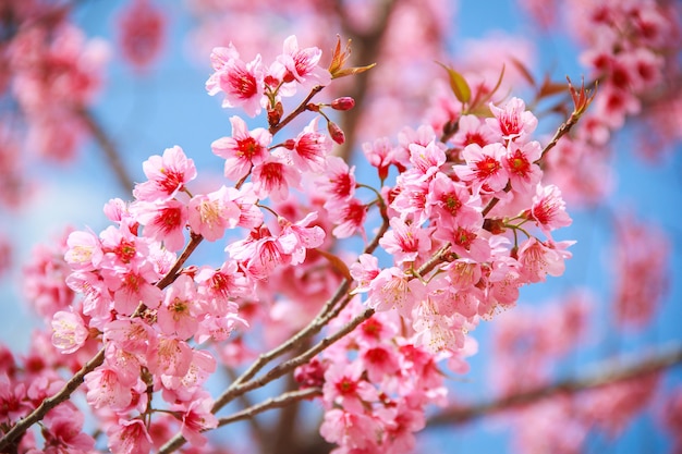 Japanische Kirschblüte im Frühjahr