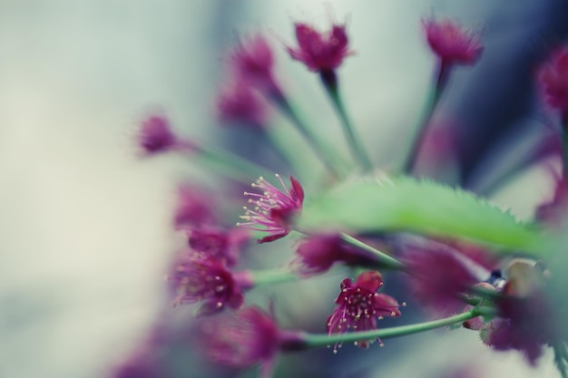 Japanische Kirschblüte im zeitigen Frühjahr