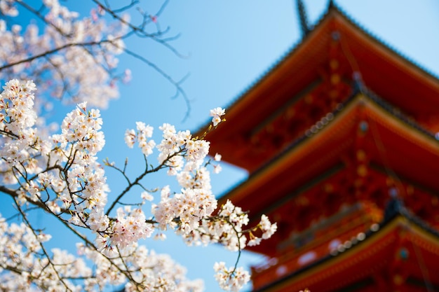 Japanische Kirschblüten Sakura und eine traditionelle Pagode unter freiem Himmel im Frühling in Kyoto