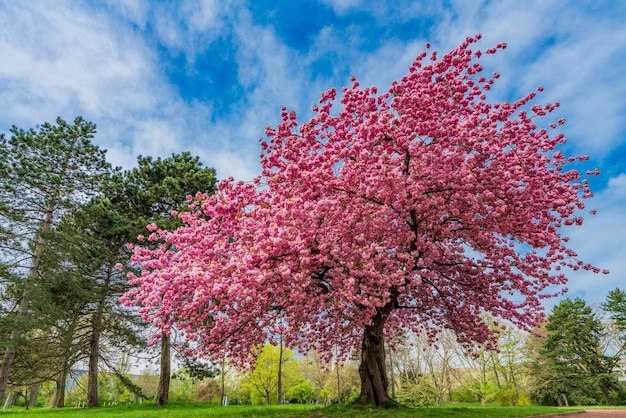 Japanische Kirschsakura mit rosa Blüten im Frühling auf der grünen Wiese