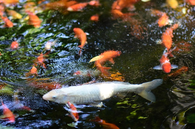Japanische Koi oder schicke Karpfen schwimmen in einem Fischteich. Beliebte Haustiere zum Entspannen