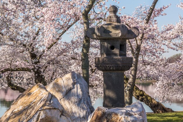 Foto japanische laterne in washington blüht