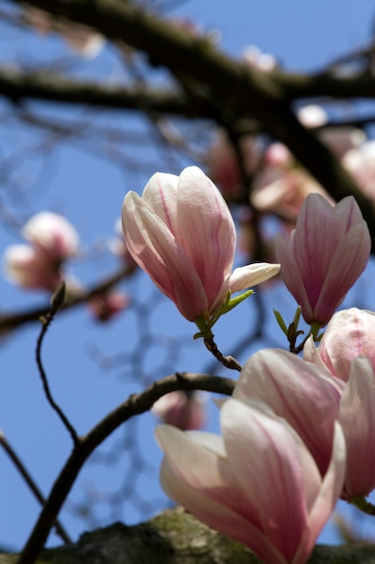 Japanische Magnolien, die im zeitigen Frühjahr blühen