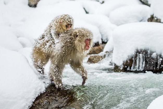 Japanische Makaken springen durch einen kleinen Fluss