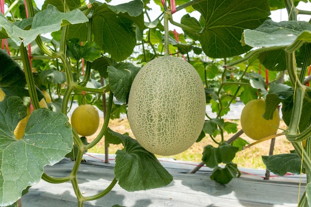 Japanische Melone des frischen grünen Netzes, die am Baum im Bauernhof im Freien hängt