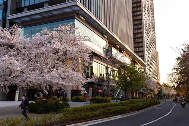 Foto japanische pfirsichbaumblüte