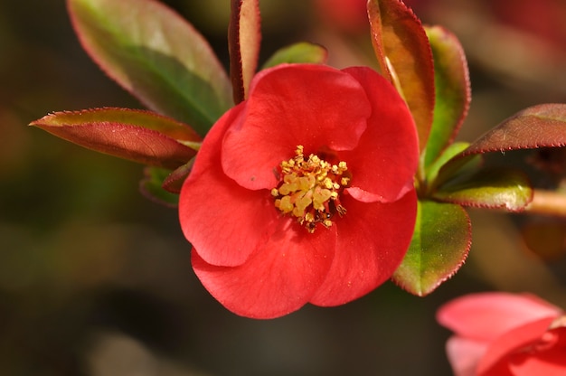 Japanische Quitte blüht in einem Garten