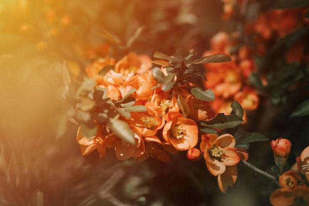 Japanische Quitten-Chaenomeles blüht rotrosa Blumen in voller Blüte auf Quittenbaum mit grünen Blättern im Gartenfrucht-Nahrungsmittelpflanzen-Gartenbau und Gehöft mit dunkler Authentizität Landschaftsflare