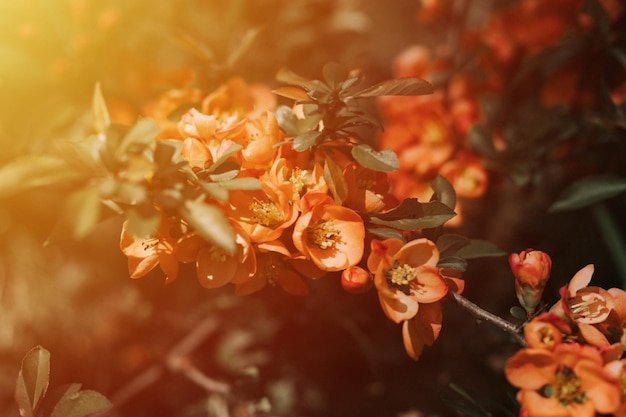 Japanische Quitten-Chaenomeles blüht rotrosa Blumen in voller Blüte auf Quittenbaum mit grünen Blättern im Gartenfrucht-Nahrungsmittelpflanzen-Gartenbau und Gehöft mit dunkler Authentizität Landschaftsflare