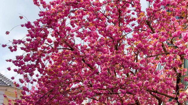 Japanische rosa Kirschblüten auf den Straßen von Bonn Deutschland 20. April 2023