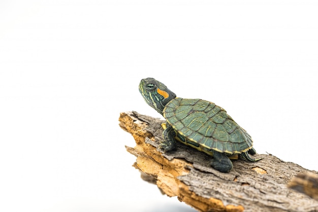 japanische Schildkröte auf weißem Hintergrund, Rotohrschieber