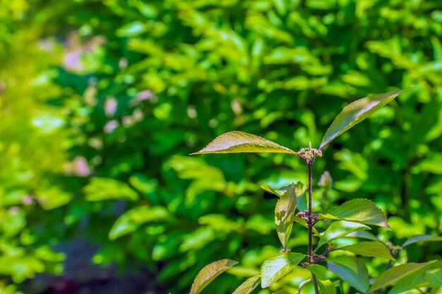 Japanische Schönheit oder Callicarpa japonica im Frühling im Dnepropetrovsk Botanischen Garten in der Ukraine