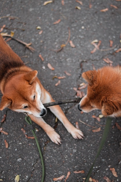 Japanische Shiba Inu-Hunde. Mutter und Tochter Shiba Inu spielen lustig mit einem Stock. Hunde ziehen Stock