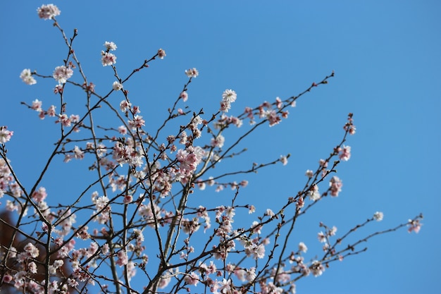 Japanische spezielle Kirschblüte