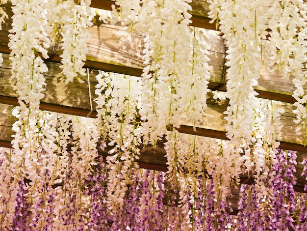 Japanische Wisteria im Japanischen Garten.