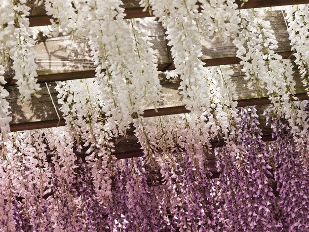 Japanische Wisteria im Japanischen Garten.