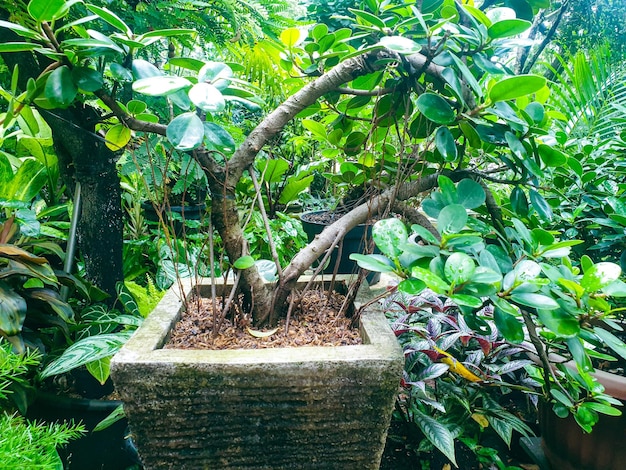 Japanischer Bonsai-Baum im Gartenhintergrund Grüne Blätter Textur Hintergrund