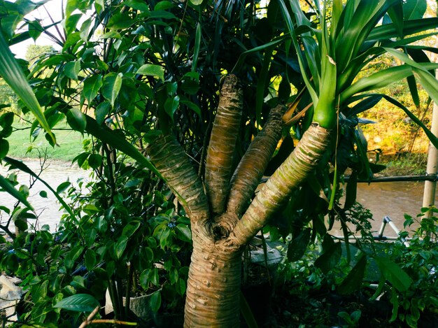 Japanischer Bonsai-Baum im Gartenhintergrund Grüne Blätter Textur Hintergrund.