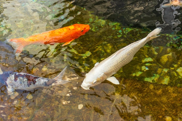 Japanischer Karpfen im dunklen Wasser