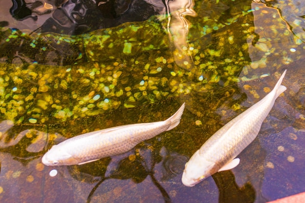 Japanischer Karpfen im dunklen Wasser