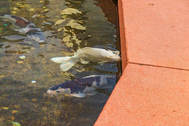 Japanischer Karpfen im dunklen Wasser