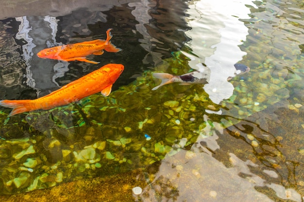 Japanischer Karpfen im dunklen Wasser