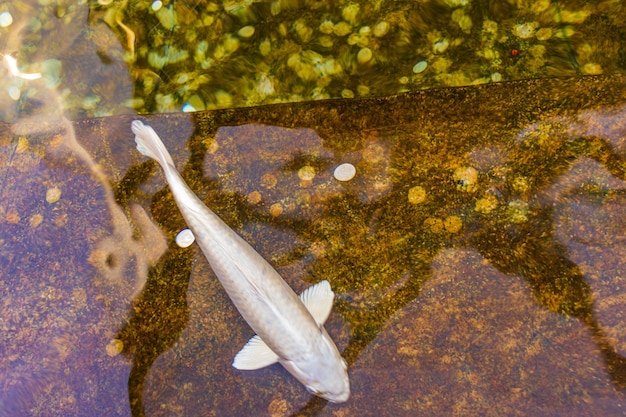 Japanischer Karpfen im dunklen Wasser