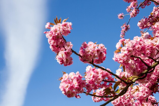 Japanischer Kirschblütenzweig im Frühjahr