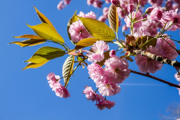 Japanischer Kirschblütenzweig im Frühjahr