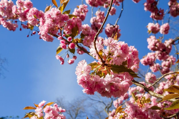 Japanischer Kirschblütenzweig im Frühjahr