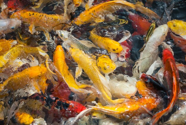 Japanischer Koi-Fisch auf dem Wasser