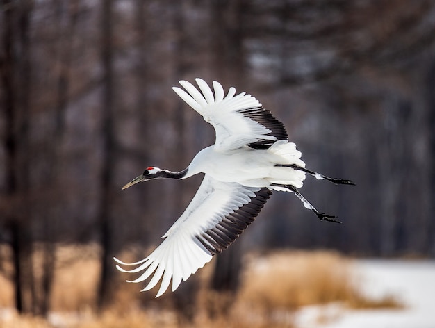 Japanischer Kran im Flug. Japan. Hokkaido. Tsurui.