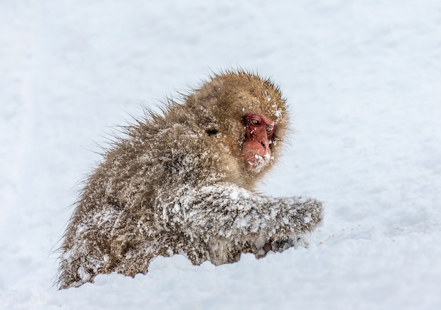 Japanischer Makaken, der im Schnee sitzt