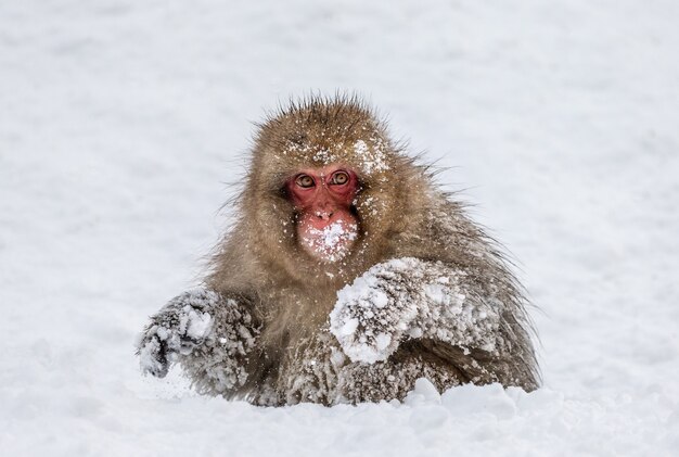 Japanischer Makaken, der im Schnee sitzt