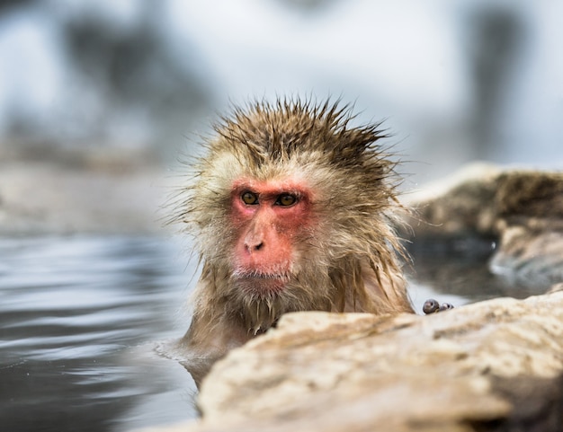 Japanischer Makaken sitzt im Wasser in einer heißen Quelle. Japan. Nagano. Jigokudani Affenpark.