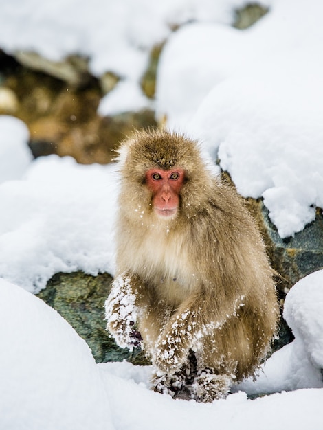 Japanischer Makaken steht auf Hinterbeinen im Schnee. Japan. Nagano. Jigokudani Affenpark.