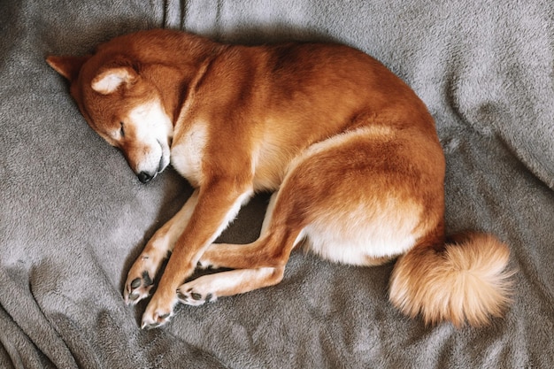 Japanischer Shiba-Inu-Hund schläft Süßer Hund