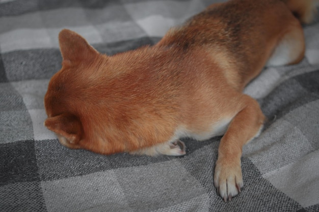 Japanischer süßer shiba inu hund schläft auf dem bett. Schöner roter Hund.