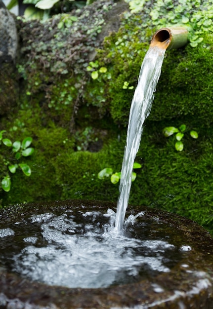 Japanischer Wasserbambus