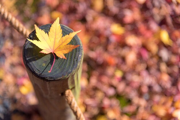 Japanisches Ahornblatt auf hölzernem Muster backgroud in der Herbstsaison in Kyoto, Japan