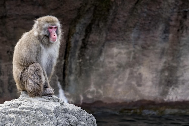 Japanisches Makaken-Affenporträt schaut dich an