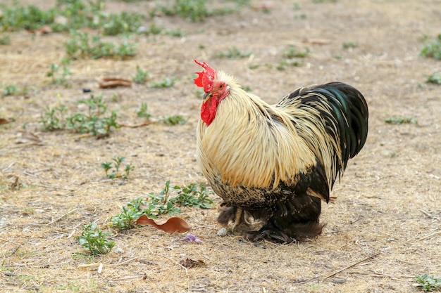 Japão galinha ou japão bantum no jardim