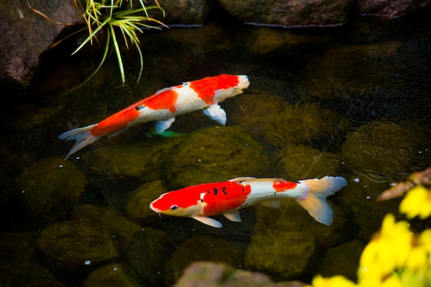 Japão peixe Koi ou carpa na lagoa