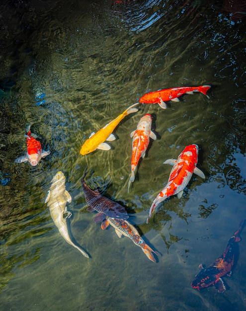 Japão peixe koi ou Fancy Carp nadando em uma lagoa preta peixe lagoa Animais de estimação populares para relaxamento e feng shui significado Animais de família populares entre as pessoas Asiáticos adoram criá-lo para boa fortuna ou zen